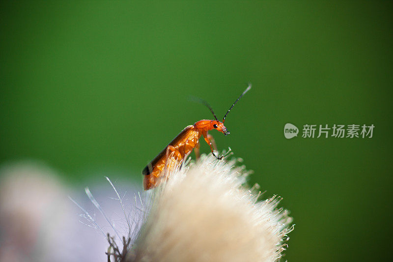 红战士甲虫(Rhagonycha fulva)